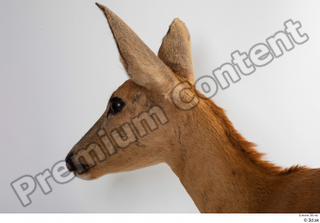 Deer Doe 2 head 0008.jpg